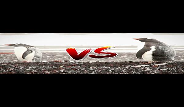 三角洲行动官服和wegame有什么区别(三角洲行动官服和wegame哪个更稳定?) 三角洲行动官服和wegame有什么区别(三角洲行动官服和wegame哪个更稳定?)